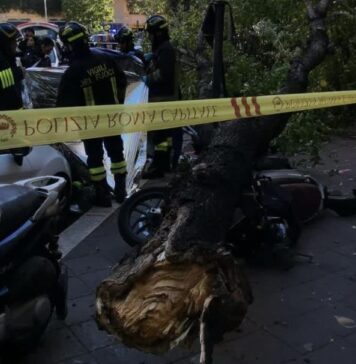 L'albero caduto in via di Donna Olimpica dove è morta l'anzana