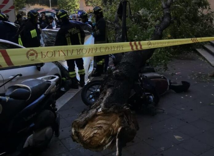 albero-caduto-morta L'albero caduto in via di Donna Olimpica dove è morta l'anzana