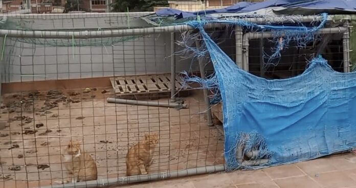Alcuni gatti sequestrati nell'appartamento di Rebibbia