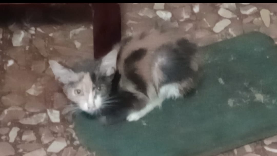 Uno dei gatti sequestrati nell'appartamento di Rebibbia