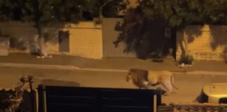Ladispoli, leone scappa dal circo: in corso le operazioni di cattura (VIDEO)