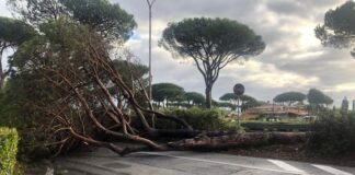 Via Cristoforo Colombo, pino si abbatte su carreggiata: tragedia sfiorata