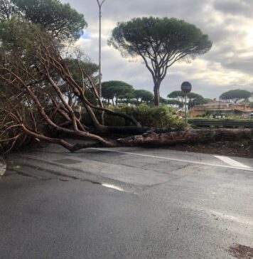 Via Cristoforo Colombo, pino si abbatte su carreggiata: tragedia sfiorata