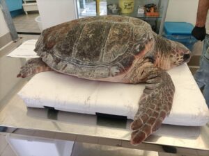 Sabaudia, tartaruga marina salvata in extremis tra reti e taniche di plastica: ecco come sta 1