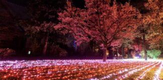 con trame di luci l'Orto botanico diventa un bosco incantato