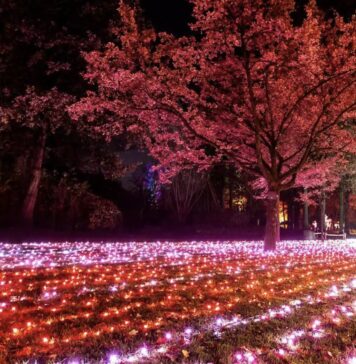 con trame di luci l'Orto botanico diventa un bosco incantato