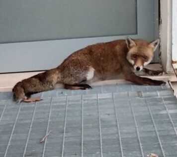 La volpe catturata da Lunerti