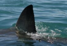 Australia, squalo attacca e uccide nuotatore a Perth