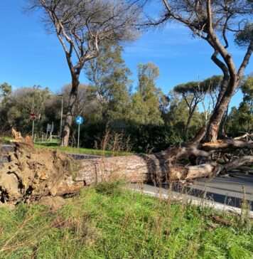 Infernetto e Castelfusano, crollano pini: tragedia sfiorata