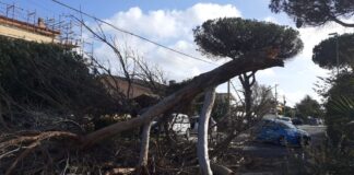 Infernetto e Castelfusano, crollano pini: tragedia sfiorata