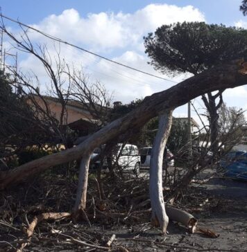 Infernetto e Castelfusano, crollano pini: tragedia sfiorata