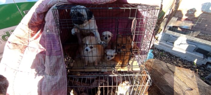 Fiumicino, cani e cavalli sequestrati a privato: vivevano in pessime condizioni igienico-sanitarie