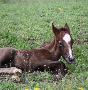 Pony puledro