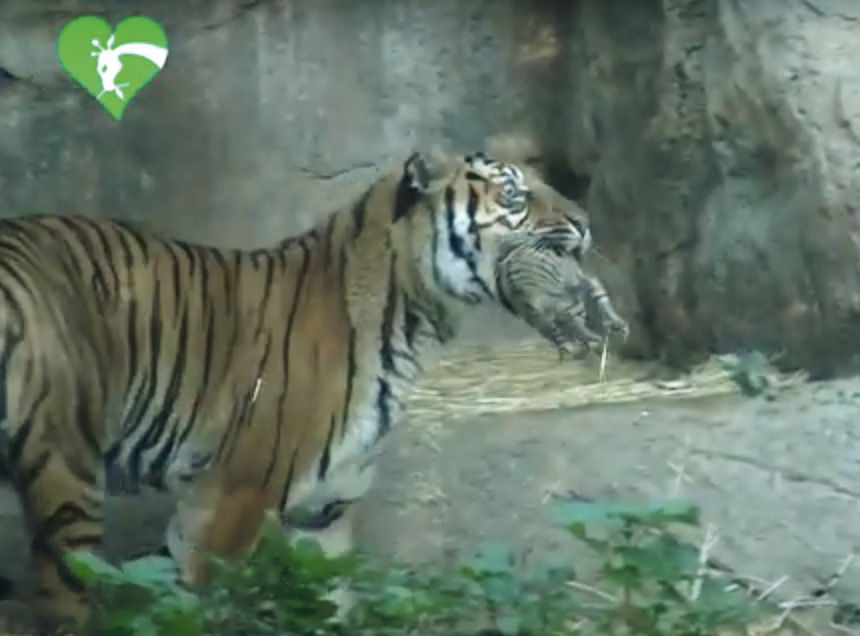 Un altro fiocco rosa al Bioparco di Roma: dopo la zebra Kira è nata una tigre di Sumatra (VIDEO) 2