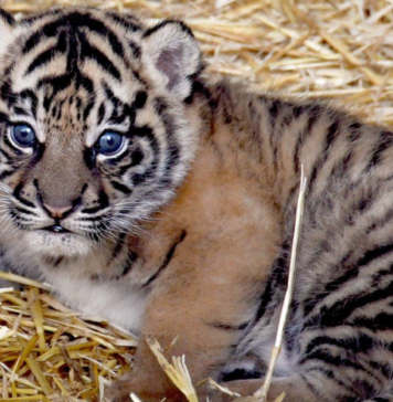 ROMA-TIGRE-BIOPARCO-NOME-