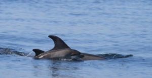 Ostia, continuano gli avvistamenti dei delfini che partoriscono sotto costa (VIDEO) 1