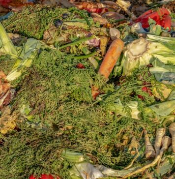 Fiumicino, riduzione Tari per compostaggio domestico: come presentare la domanda e le scadenze