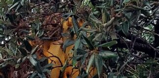 Ladispoli, grande favo pieno di api trovato da Guardie ecozoofile: il consiglio dell’apicoltore