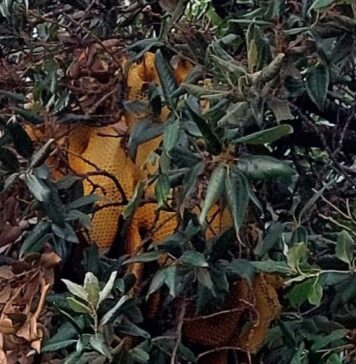Ladispoli, grande favo pieno di api trovato da Guardie ecozoofile: il consiglio dell’apicoltore