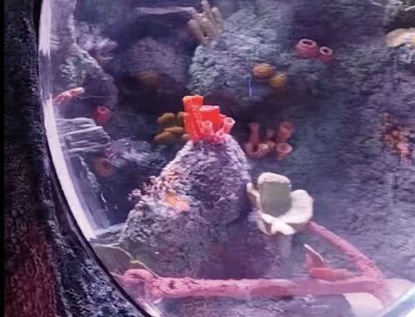 Acquario