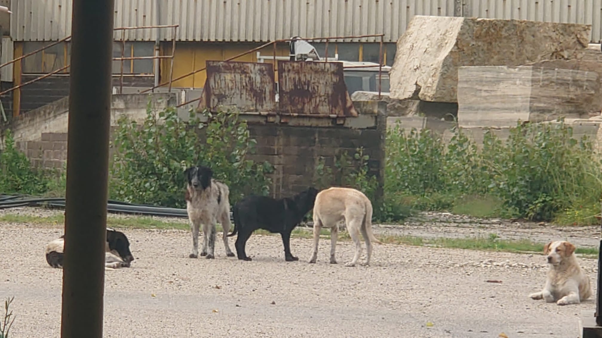 “Spariti in un mese 70 cani delle cave di Tivoli”: gli animalisti presentano denuncia 1