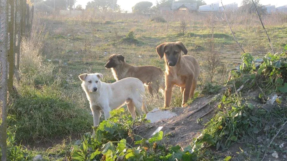 “Spariti in un mese 70 cani delle cave di Tivoli”: gli animalisti presentano denuncia 2