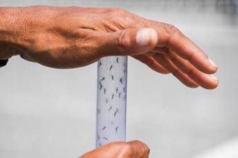 West Nile, ancora una vittima nel Lazio: morti salgono a 8