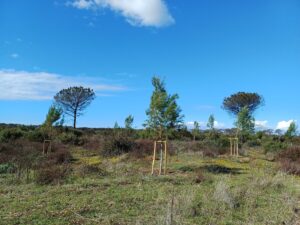 Ostia, riforestazione a Castelfusano. Ma cambia il paesaggio 2