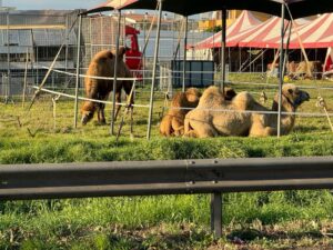 Acilia, torna il circo con gli animali a bordo strada: la protesta corre sui social