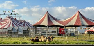 Acilia, torna il circo con gli animali a bordo strada: la protesta corre sui social