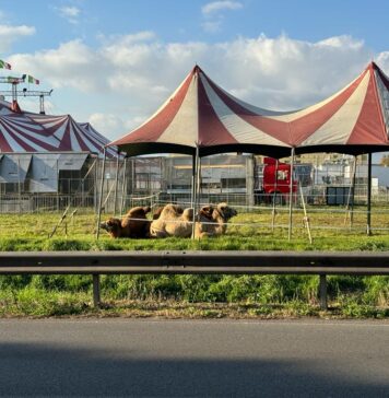 Acilia, torna il circo con gli animali a bordo strada: la protesta corre sui social