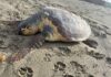 Fregene, tartaruga caretta caretta trovata morta sulla spiaggia