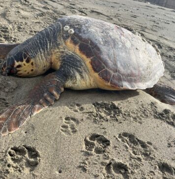 Fregene, tartaruga caretta caretta trovata morta sulla spiaggia