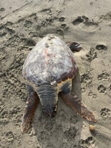 Fregene, tartaruga caretta caretta trovata morta sulla spiaggia