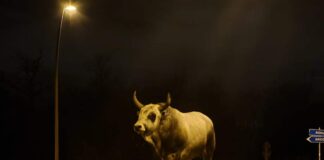 L'avvistamento di un toro a Rocca di Papa