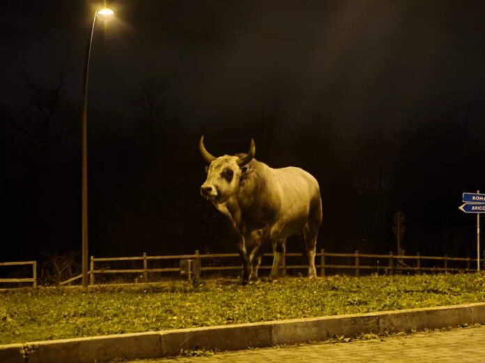 L'avvistamento di un toro a Rocca di Papa