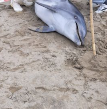 ARDEA-DELFINO-MORTO-SPIAGGIA