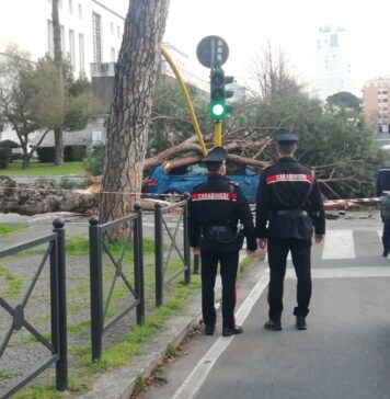 Il video del crollo del pino sulla Colombo fa il giro del web: i commenti