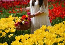 Roma celebra i tulipani: aperti due parchi dedicati al fiore olandese