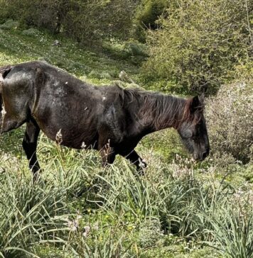 Il cavallo salvato a Civitavecchia