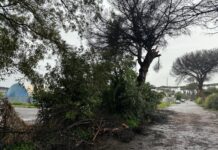 Tragedia sfiorata all’Infernetto: crolla un pino nel cuore del quartiere