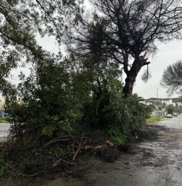 Tragedia sfiorata all’Infernetto: crolla un pino nel cuore del quartiere