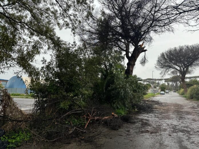 Tragedia sfiorata all’Infernetto: crolla un pino nel cuore del quartiere