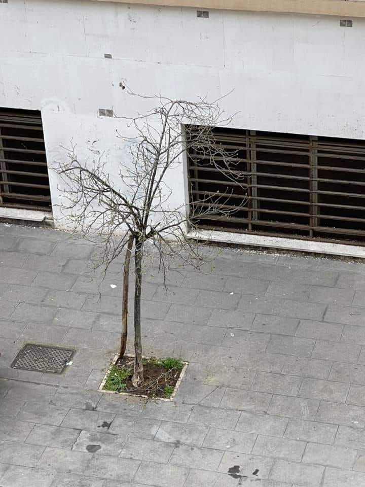 Roma, albero si schianta su un passaggio pedonale: tragedia sfiorata 2