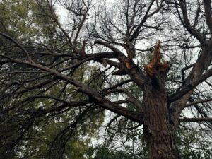Tragedia sfiorata all’Infernetto: crolla un pino nel cuore del quartiere
