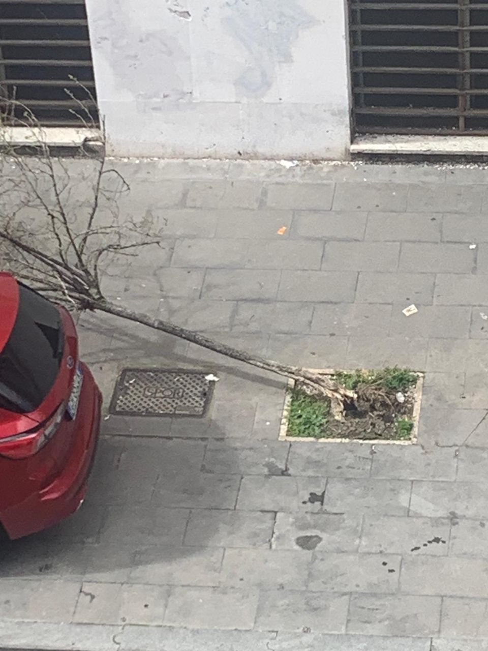 Roma, albero si schianta su un passaggio pedonale: tragedia sfiorata 1