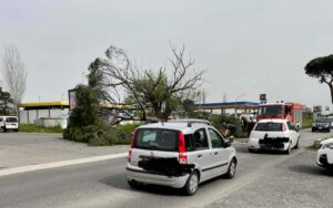 Tragedia sfiorata all’Axa: pino si schianta sul lato strada. Intervengono i vigili del fuoco 1