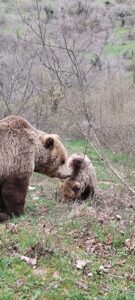 In gita a casa di Piero e Leone: gli orsi danno spettacolo a Campoli Appennino