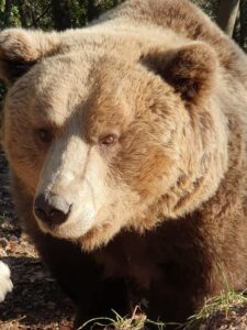 In gita a casa di Piero e Leone: gli orsi danno spettacolo a Campoli Appennino