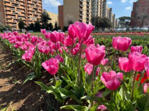 Roma celebra i tulipani: aperti due parchi dedicati al fiore olandese (VIDEO)